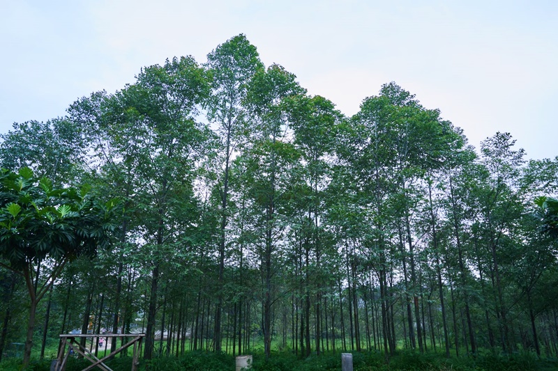  Hutan Kota Pakansari